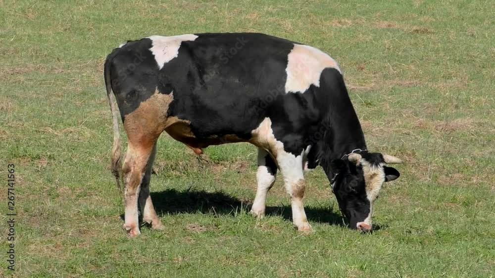 Young farm bull in the field. Green meadow with grazing cows. Young farm bull in the field. Green meadow with grazing cows.