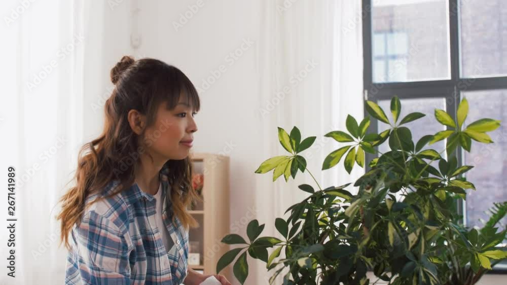 people, housework and care concept - happy asian woman or housewife spraying houseplant with water sprayer and cleaning leaves by tissue at home people, housework and care concept - happy asian woman or housewife spraying houseplant with water sprayer and cleaning leaves by tissue at home