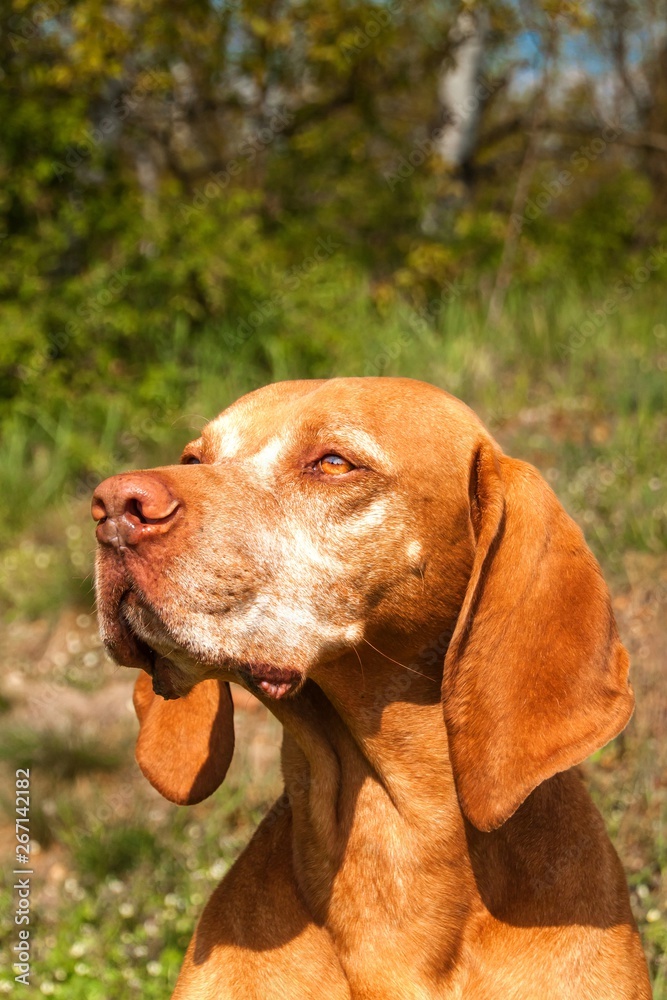 Portrait of an adorable Hungarian vizsla (Magyar vizsla). Old hunting dog. Dog on the hunt.