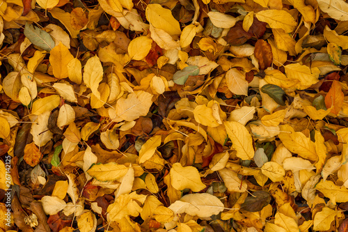 Suelo lleno de hojas de otoño