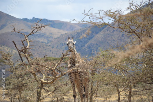 Giraffe in Serengeti © Petru