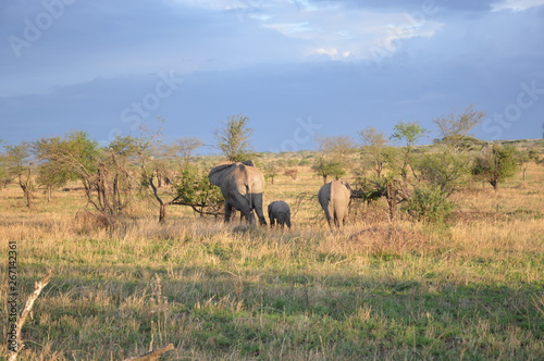 Serengeti wildlie at dusk