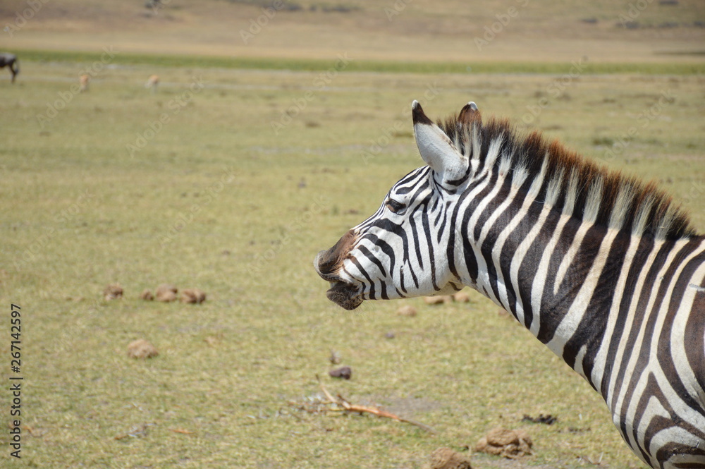 Naklejka premium Front end of zebra in Serengeti
