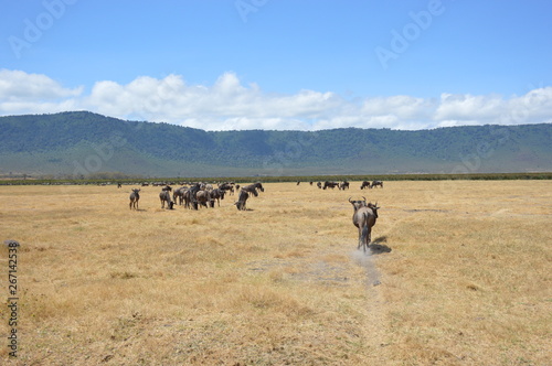 Long shot of wildlife in Serengeti