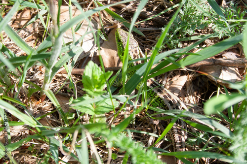  Jaszczurka zwinka pomiędzy trawami wygrzewająca się na słoncu © Monika