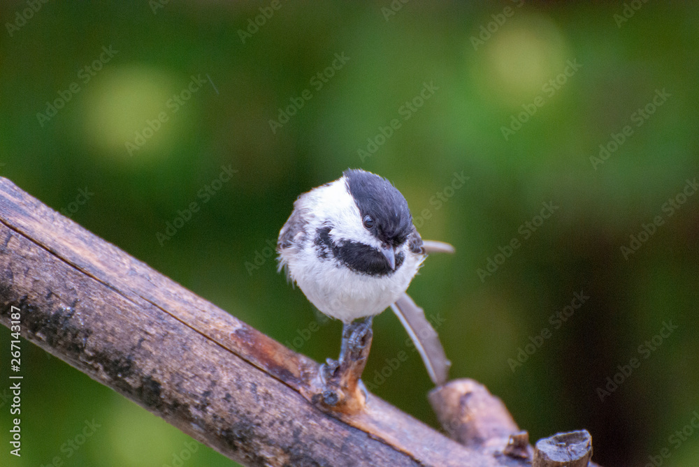 Obraz premium chickadee on a branch