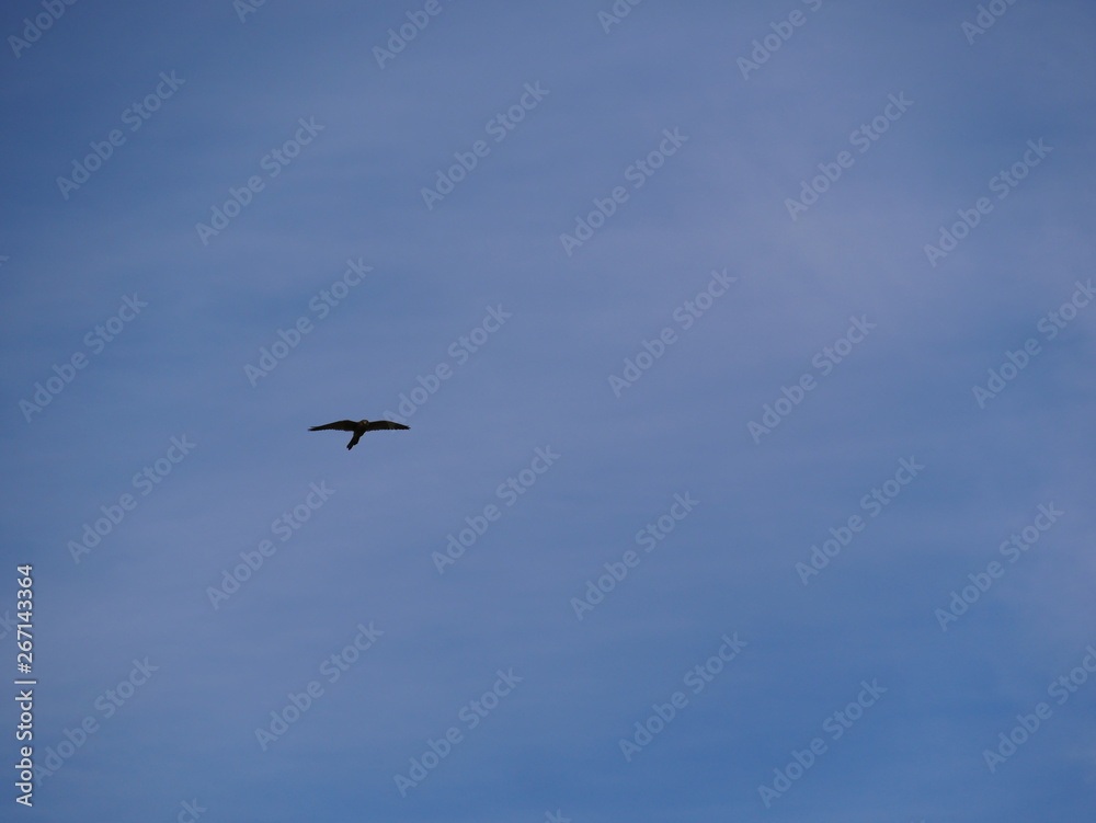 oiseau dans le ciel