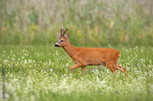 Dominant roe deer, capreolus capreolus, buck with dark antlers walking with head high on a meadow with white wildflowers early in the morning in summer. © WildMedia