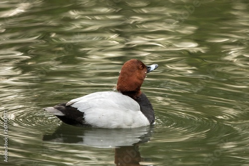 The red-crested pochard (Netta rufina) male duck swimming on the lake, clear background, scene from wildlife, Switzerland, common bird in its environment