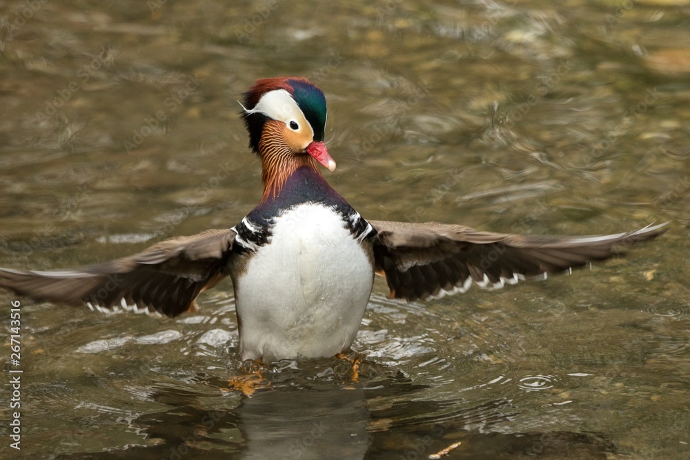 The mandarin duck (Aix galericulata) male duck swimming on the lake and streatching wings, outstretched wings, clear background, scene from wildlife, Switzerland, common bird in its environment The mandarin duck (Aix galericulata) male duck swimming on the lake and streatching wings, outstretched wings, clear background, scene from wildlife, Switzerland, common bird in its environment