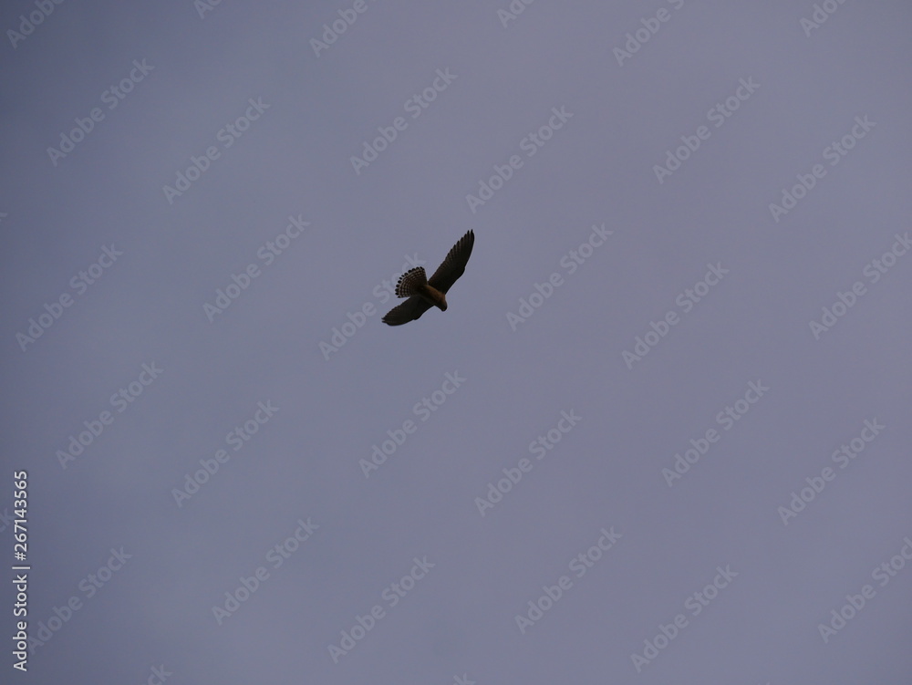 Obraz premium oiseau dans le ciel