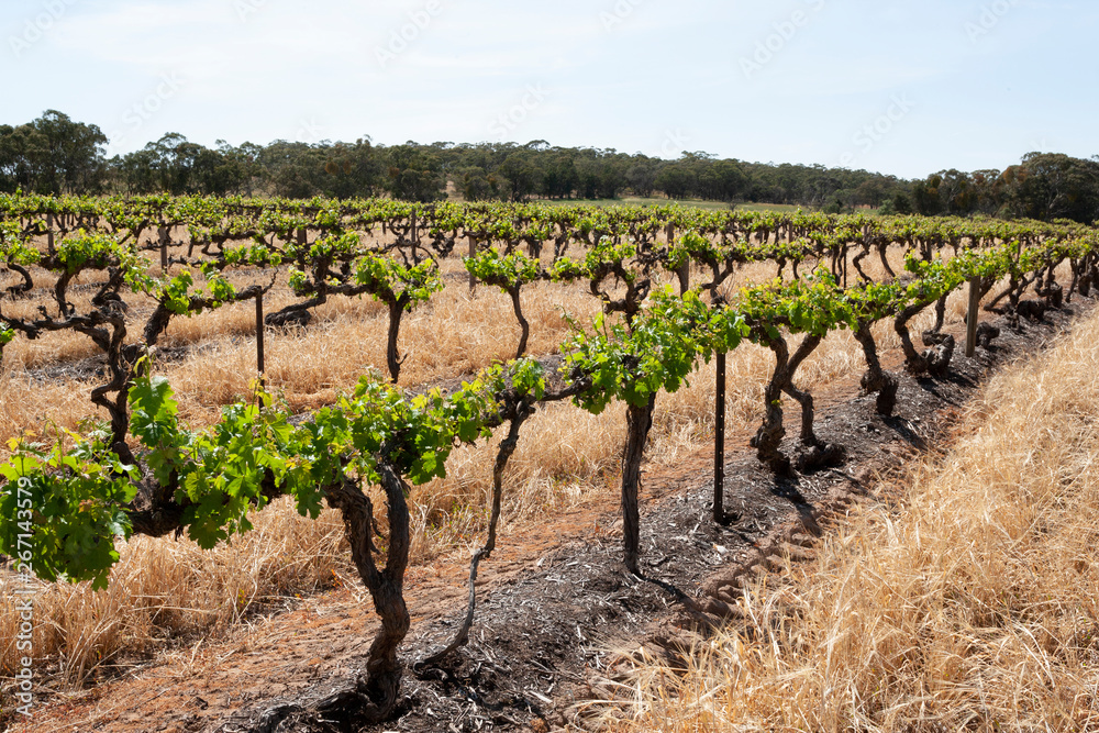 Vineyards South Australia