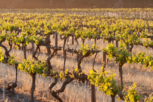 Vineyards South Australia photo