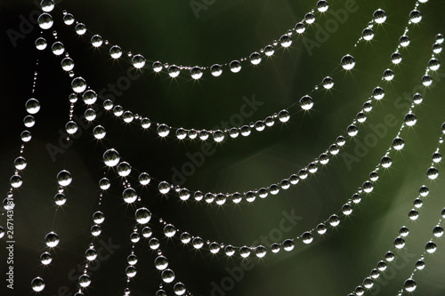 Close-up of water drops on a spider's web