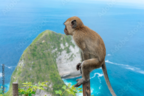 Photography Balinese adult monkey near Kelingking beach at Nusa Penida island close to Bali