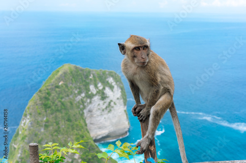 Balinese adult monkey near Kelingking beach at Nusa Penida island close to Bali. © ANTON