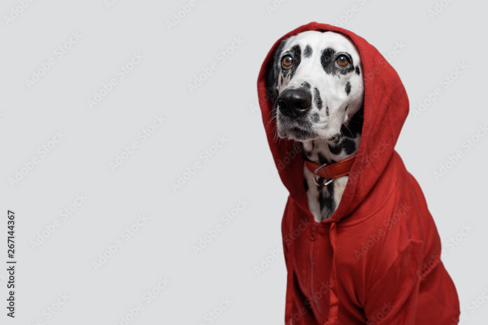 Dalmatian dog in red sweatshirt sits on white background. Dog head is covered by hood. Pet photography. Determined strongly. Copy space - obrazy, fototapety, plakaty 