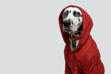 Dalmatian dog in red sweatshirt sits on white background. Dog head is covered by hood. Pet photography. Determined strongly. Copy space