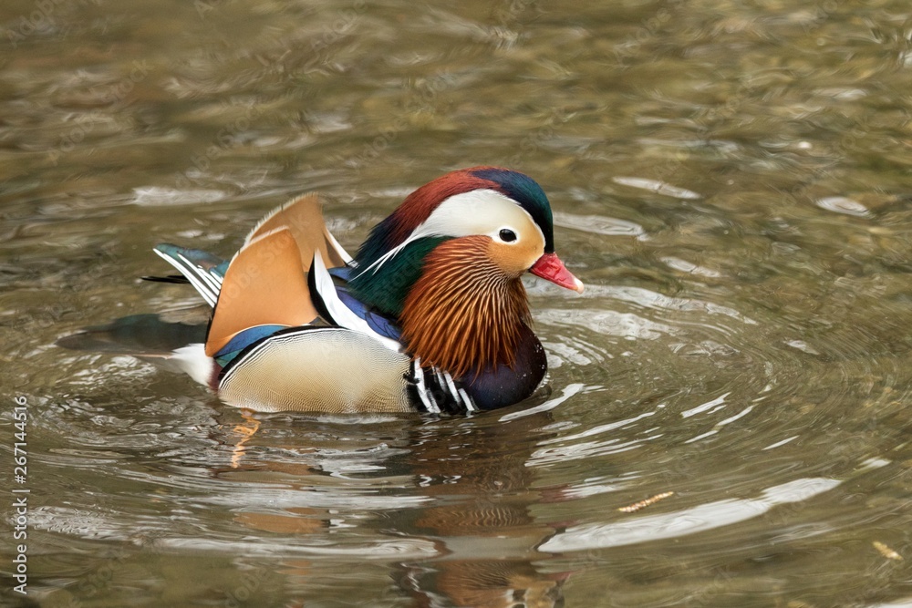 The mandarin duck (Aix galericulata) male duck swimming on the lake, clear background, scene from wildlife, Switzerland, common bird in its environment The mandarin duck (Aix galericulata) male duck swimming on the lake, clear background, scene from wildlife, Switzerland, common bird in its environment