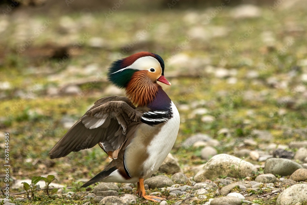 The mandarin duck (Aix galericulata) male duck standing on the shore of the lake with outstretched wings, scene from wildlife, Switzerland, common bird in its environment The mandarin duck (Aix galericulata) male duck standing on the shore of the lake with outstretched wings, scene from wildlife, Switzerland, common bird in its environment