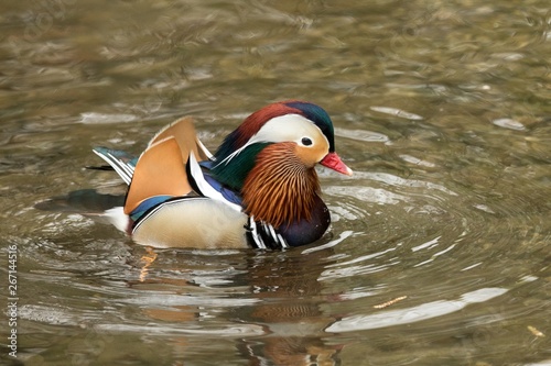 The mandarin duck (Aix galericulata) male duck swimming on the lake, clear  background, scene from wildlife, Switzerland, common bird in its environment