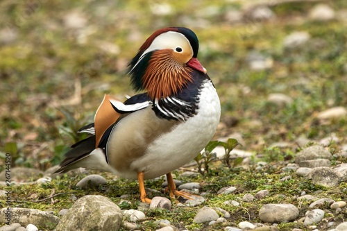 The mandarin duck (Aix galericulata) male duck standing on the shore of the lake, water in background, scene from wildlife, Switzerland, common bird in its environment