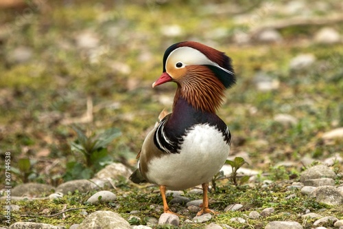 The mandarin duck (Aix galericulata) male duck standing on the shore of the lake, water in background, scene from wildlife, Switzerland, common bird in its environment