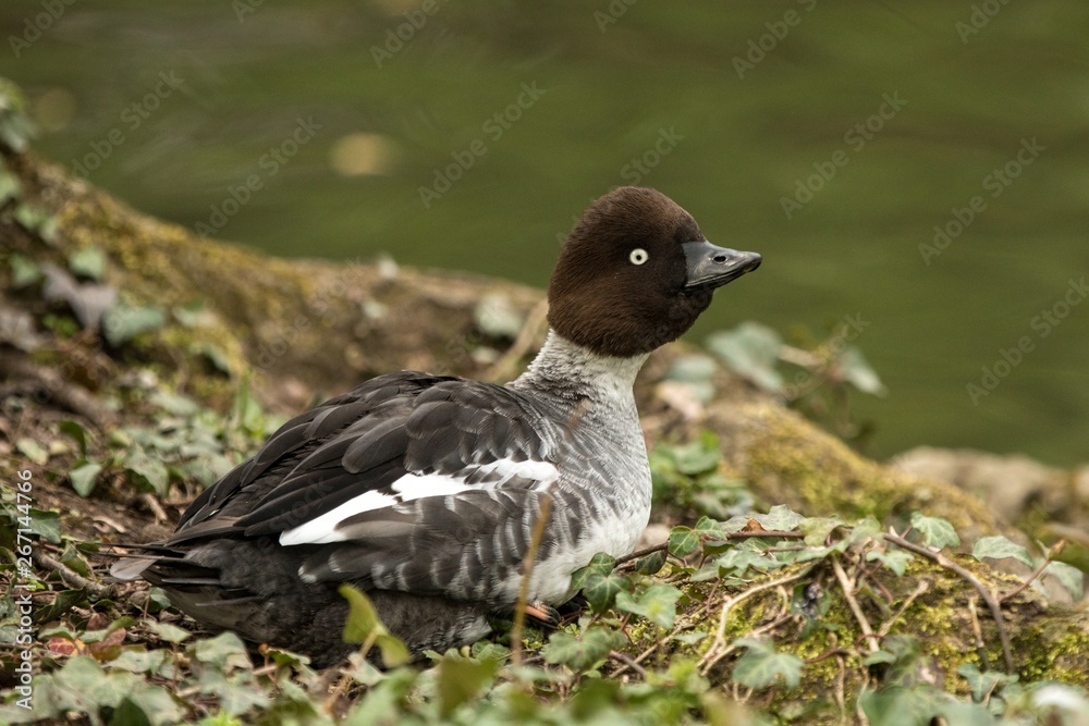 The common goldeneye (Bucephala clangula) duck on the lake shore, green vegetation in background, scene from wildlife, Switzerland, common bird in its environment The common goldeneye (Bucephala clangula) duck on the lake shore, green vegetation in background, scene from wildlife, Switzerland, common bird in its environment