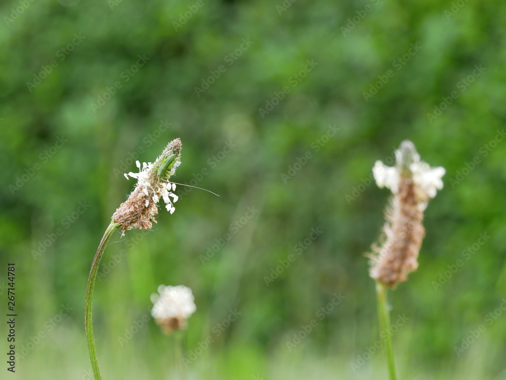 insecte sur fleur des champs