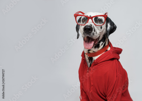 Portrait of Funny Dalmatian...