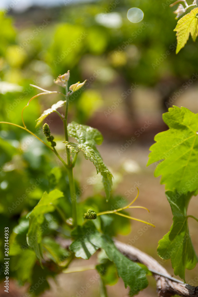 Fototapeta premium Vineyards South Australia