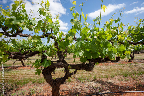 Vineyards South Australia photo