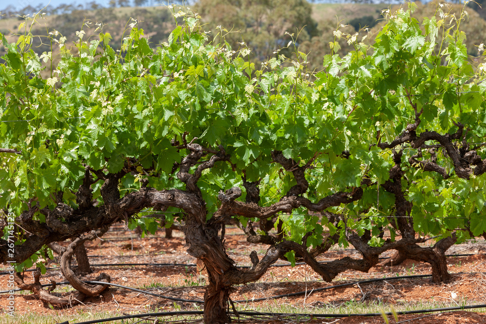 Fototapeta premium Spring Vinyards South Australia