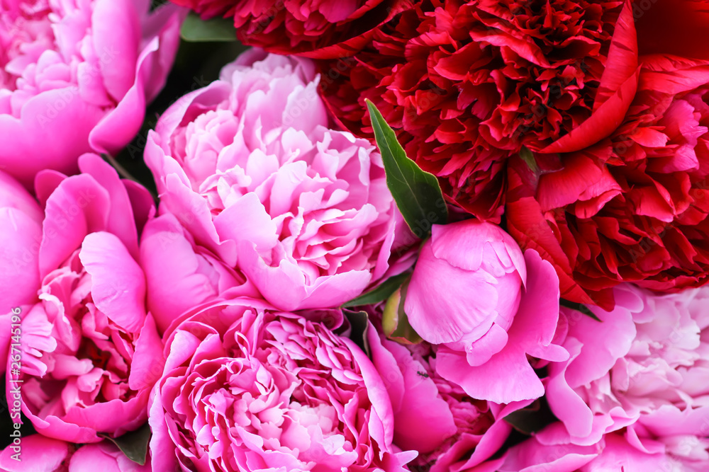 Beautiful spring peony flowers in the summer garden Beautiful spring peony flowers in the summer garden