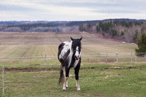Frontal view of funny piebald horse with one blue eye appearing under mane standing in field during grey spring morning, Cacouna, Quebec, Canada © Anne Richard