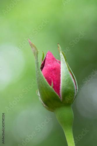 Konstfotografi New Rose Bud Simple Macro