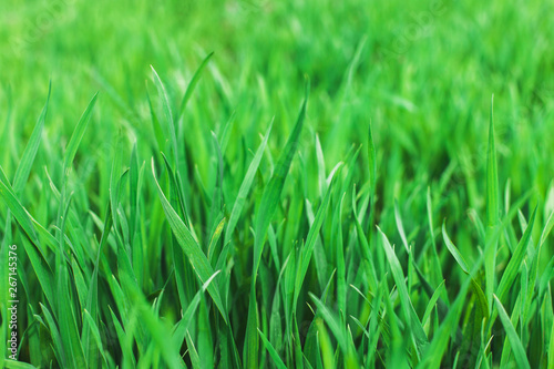 Green grass.Soft focus