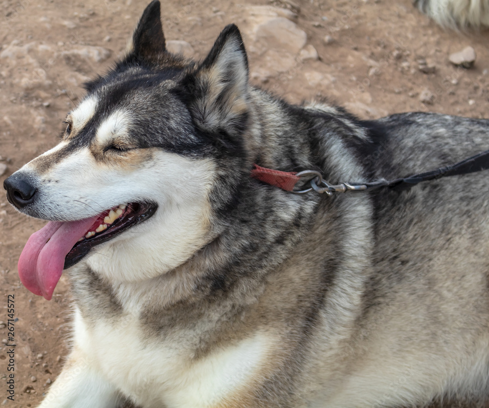 Husky Alaskan Dog with leash 