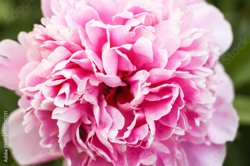 Beautiful spring peony flowers in the summer garden