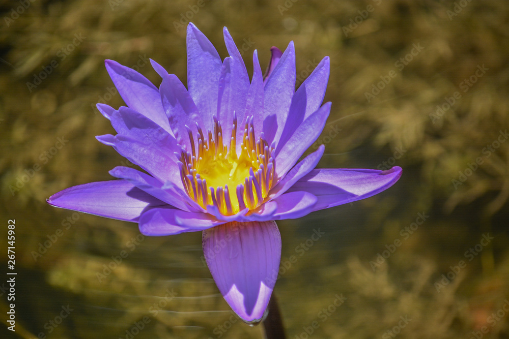 Tropical Waterlilies at Mckee Botanical Garden in Vero Beach, Indian River County, Florida USA