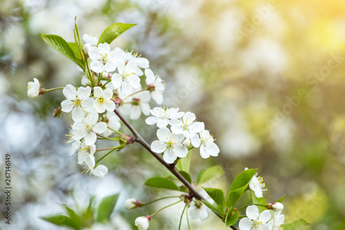 Spring bloom, blossom, flowers on cherry tree branch close-up, macro