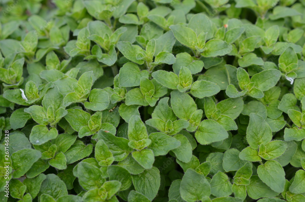 Oregano pospolite, lebiodka pospolita, młode listki wiosną, Origanum vulgare Oregano pospolite, lebiodka pospolita, młode listki wiosną, Origanum vulgare