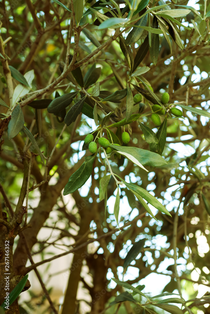 Detail of olive tree branch in street with green berries