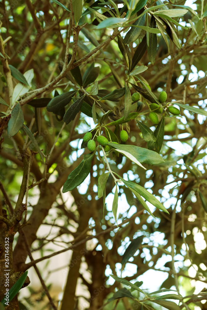 Detail of olive tree branch in street with green berries Detail of olive tree branch in street with green berries