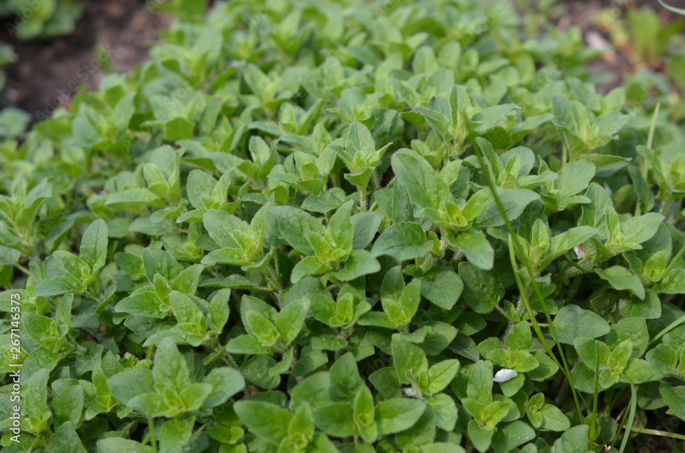 Oregano pospolite, lebiodka pospolita, młode listki wiosną, Origanum vulgare Oregano pospolite, lebiodka pospolita, młode listki wiosną, Origanum vulgare