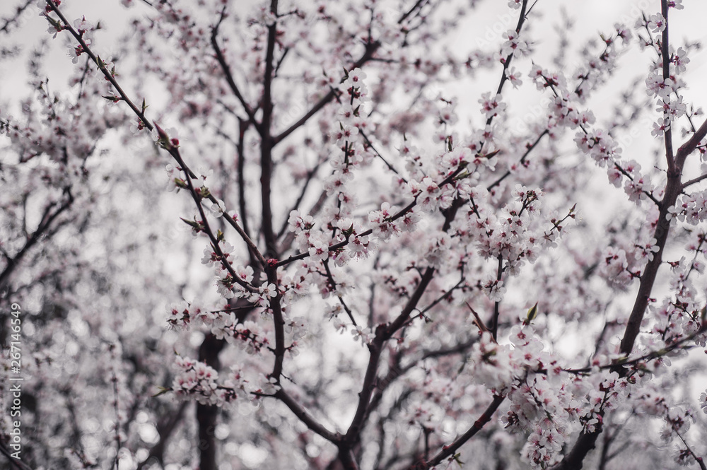 Sakura flower spring Sakura flower spring