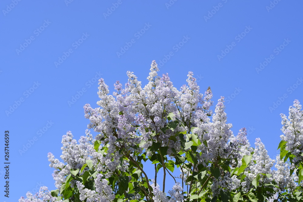 Flowers blooming lilac. Beautiful purple lilac flowers outdoors. Flowers blooming lilac. Beautiful purple lilac flowers outdoors.