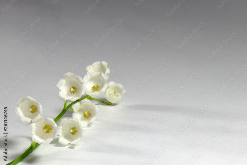 Lily of the valley on white background Lily of the valley on white background