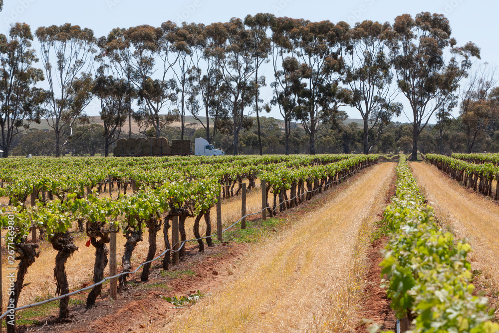 Naklejka premium Spring Vinyards South Australia