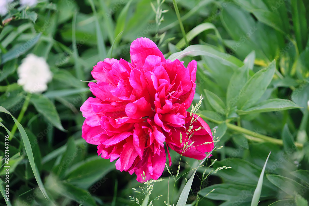 Beautiful spring peony flowers in the summer garden Beautiful spring peony flowers in the summer garden